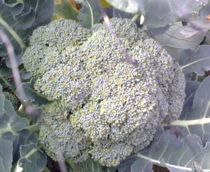 Large broccoli head grown on the allotment