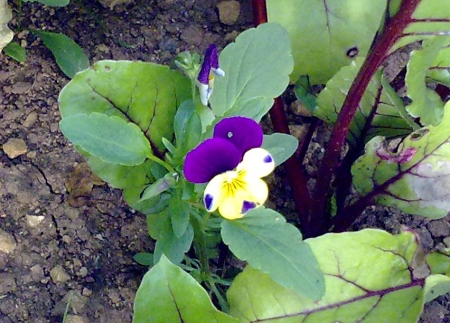 Self-seeded viola